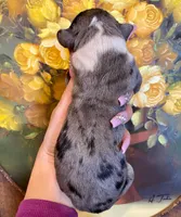 Hyperion Citadel Hecate, a female Great Dane for sale in Atlanta, GA – 3 of 6