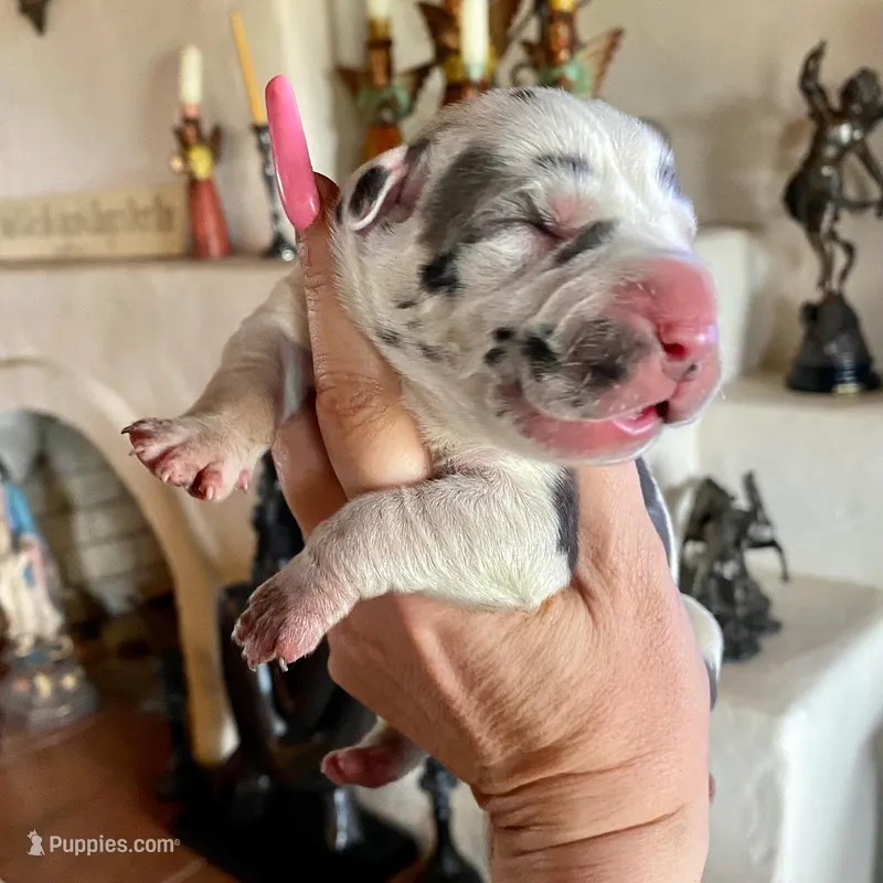 Hyperion Citadel Circe – Great Dane puppy for sale in Atlanta, GA