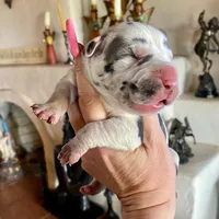 Hyperion Citadel Circe, a female Great Dane for sale in Atlanta, GA – 1 of 6