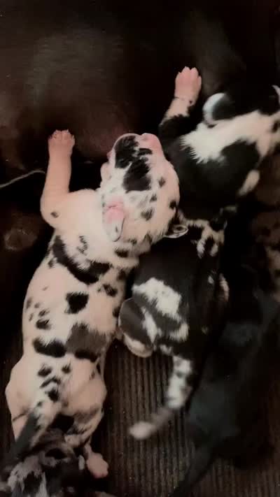 Hyperion Citadel Argus , a male Great Dane for sale in Atlanta, GA – 7 of 7
