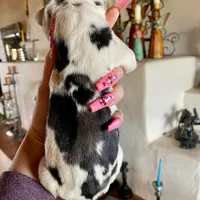 Hyperion Citadel Circe, a female Great Dane for sale in Atlanta, GA – 4 of 6