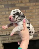 Carbon Creed's Iron Hera, a female Great Dane for sale in Orlando, FL – Photo 2 of 5