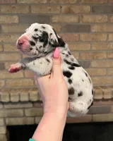 Carbon Creed's Iron Hera, a female Great Dane for sale in Orlando, FL – Photo 3 of 5