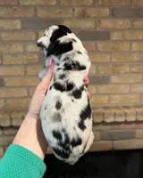 Carbon Creed's Iron Hera, a female Great Dane for sale in Orlando, FL – Photo 5 of 5