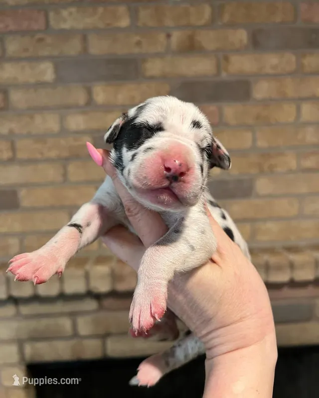 Carbon Creed's Iron Hera – Great Dane puppy for sale in Orlando, FL
