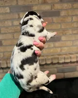 Carbon Creed's Iron Hera, a female Great Dane for sale in Orlando, FL – Photo 4 of 5