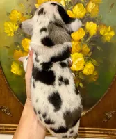 Carbon Creed's Leviathan 🌊, a male Great Dane for sale in Orlando, FL – 4 of 5