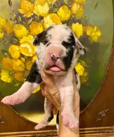 Carbon Creed's Leviathan 🌊, a male Great Dane for sale in Orlando, FL – 2 of 5