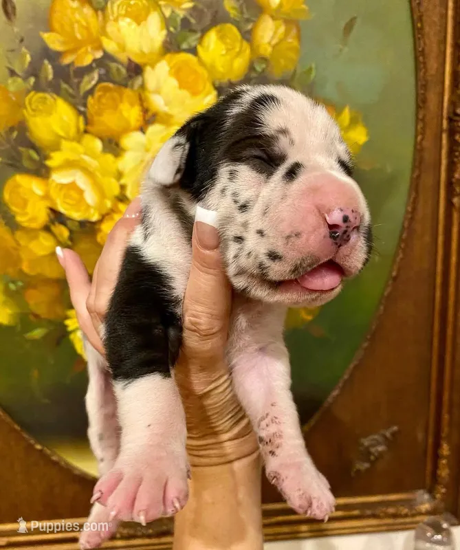 Carbon Creed's Leviathan 🌊 – Great Dane puppy for sale in Orlando, FL