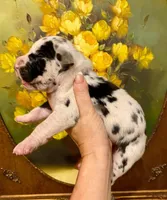 Carbon Creed's Leviathan 🌊, a male Great Dane for sale in Orlando, FL – 3 of 5