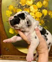 Carbon Creed's Leviathan 🌊, a male Great Dane for sale in Orlando, FL – 5 of 5
