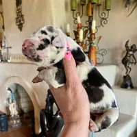 Hyperion Citadel Circe, a female Great Dane for sale in Atlanta, GA – 2 of 6