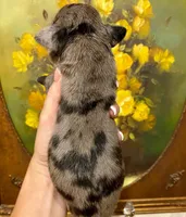 Carbon Creed's Tsunami Force 🌊, a male Great Dane for sale in Orlando, FL – 2 of 5
