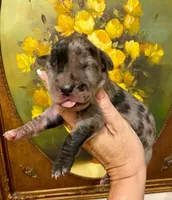 Carbon Creed's Tsunami Force 🌊, a male Great Dane for sale in Orlando, FL – 1 of 5