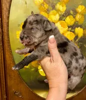 Carbon Creed's Tsunami Force 🌊, a male Great Dane for sale in Orlando, FL – 5 of 5