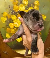 Carbon Creed's Tsunami Force 🌊, a male Great Dane for sale in Orlando, FL – 4 of 5