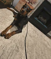 Dex, a male Doberman Pinscher for sale in Atlanta, GA – Photo 1 of 2