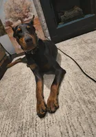 Dex, a male Doberman Pinscher for sale in Atlanta, GA – Photo 2 of 2