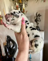 Hyperion Citadel Nemesis, a female Great Dane for sale in Atlanta, GA – 2 of 5
