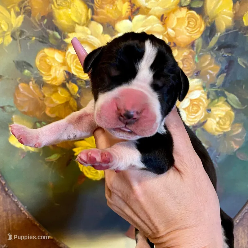 Hyperion Citadel Erebus  – Great Dane puppy for sale in Atlanta, GA