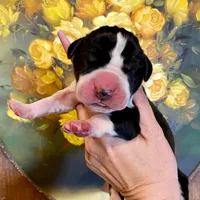 Hyperion Citadel Erebus , a male Great Dane for sale in Atlanta, GA – 1 of 4