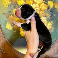 Hyperion Citadel Erebus , a male Great Dane for sale in Atlanta, GA – 4 of 4