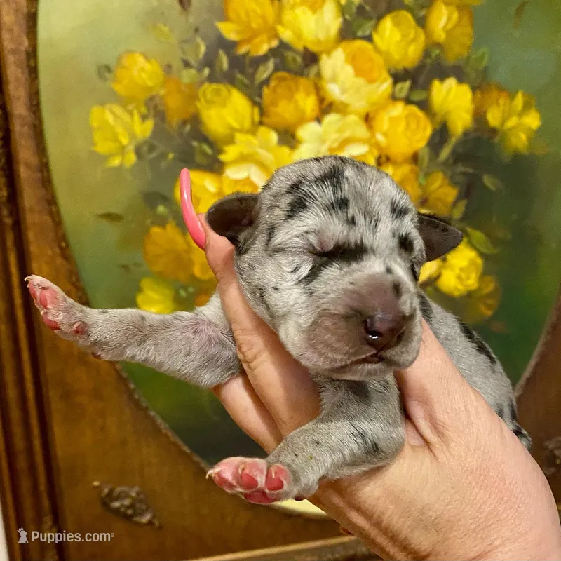 Hyperion Citadel Thalassa – Great Dane puppy for sale in Atlanta, GA