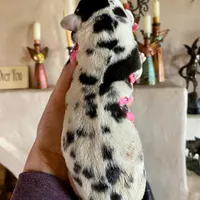 Hyperion Citadel Janus , a male Great Dane for sale in Atlanta, GA – 2 of 5