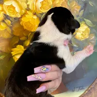 Hyperion Citadel Erebus , a male Great Dane for sale in Atlanta, GA – 3 of 4