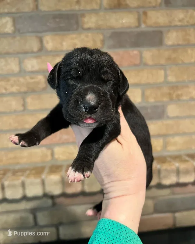 Carbon Creed's Vespera Night – Great Dane puppy for sale in Orlando, FL