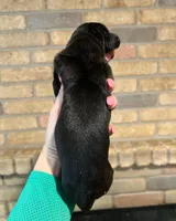 Carbon Creed's Vespera Night, a female Great Dane for sale in Orlando, FL – Photo 4 of 4