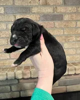 Carbon Creed's Vespera Night, a female Great Dane for sale in Orlando, FL – Photo 3 of 4