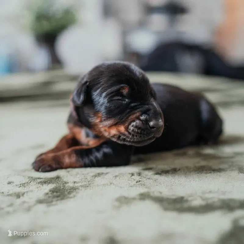 Carbon Creed's Vespera Night – Doberman Pinscher puppy for sale in Atlanta, GA