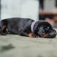 Carbon Creed's Vespera Night, a female Doberman Pinscher for sale in Atlanta, GA – Photo 4 of 4