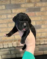 Carbon Creed's Vespera Night, a female Great Dane for sale in Orlando, FL – Photo 2 of 4