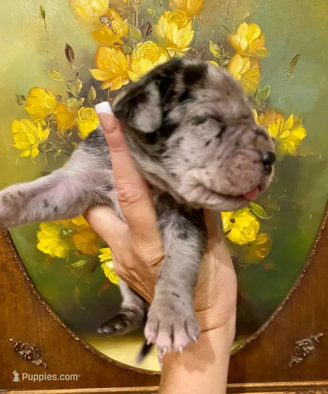 Carbon Creed's Oceanic Storm 🌊 – Great Dane puppy for sale in Orlando, FL