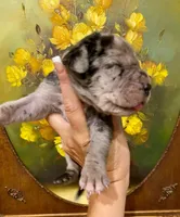 Carbon Creed's Oceanic Storm 🌊, a female Great Dane for sale in Orlando, FL – 1 of 4