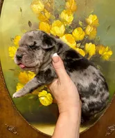 Carbon Creed's Oceanic Storm 🌊, a female Great Dane for sale in Orlando, FL – 2 of 4