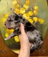 Carbon Creed's Oceanic Storm 🌊, a female Great Dane for sale in Orlando, FL – 3 of 4
