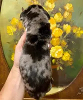 Carbon Creed's Oceanic Storm 🌊, a female Great Dane for sale in Orlando, FL – 4 of 4