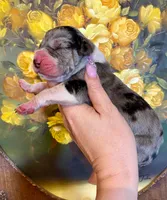Hyperion Citadel Hecate, a female Great Dane for sale in Atlanta, GA – 5 of 6