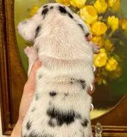 Carbon Creed's Azure Siren 🧜‍♀️, a female Great Dane for sale in Orlando, FL – 6 of 6