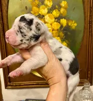 Carbon Creed's Azure Siren 🧜‍♀️, a female Great Dane for sale in Orlando, FL – 3 of 6