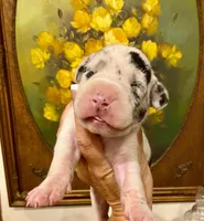 Carbon Creed's Azure Siren 🧜‍♀️, a female Great Dane for sale in Orlando, FL – 4 of 6