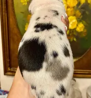 Carbon Creed's Azure Siren 🧜‍♀️, a female Great Dane for sale in Orlando, FL – 2 of 6