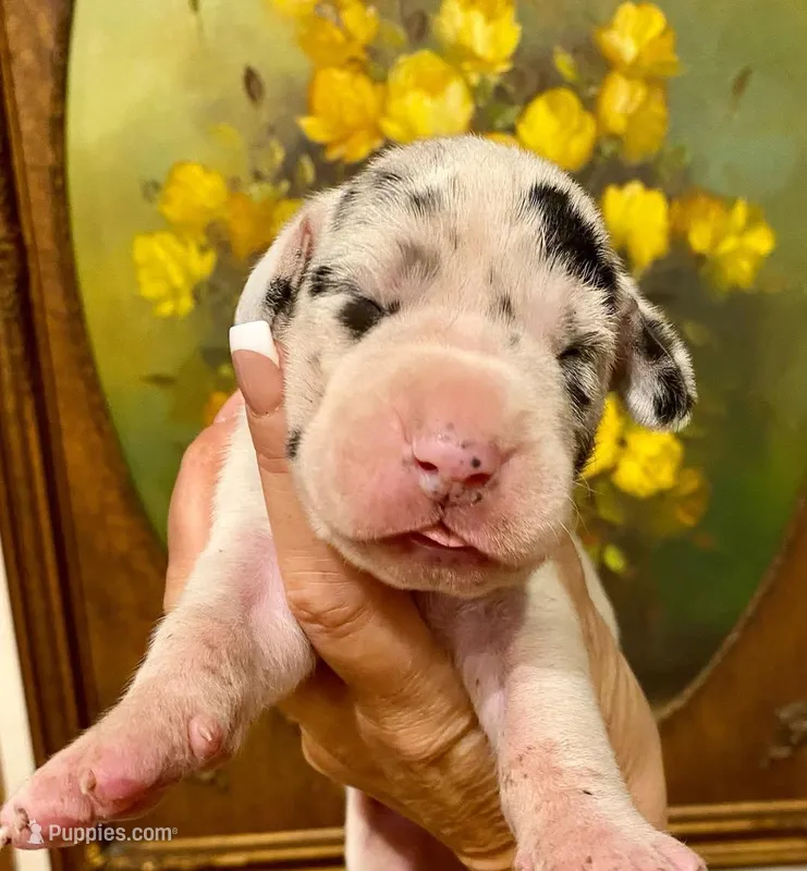 Carbon Creed's Azure Siren 🧜‍♀️ – Great Dane puppy for sale in Orlando, FL