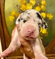 Carbon Creed's Azure Siren 🧜‍♀️, a female Great Dane for sale in Orlando, FL – 1 of 6