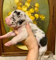 Carbon Creed's Azure Siren 🧜‍♀️, a female Great Dane for sale in Orlando, FL – 5 of 6