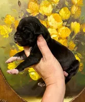 Creed's Abyssal King 👑, a male Great Dane for sale in Orlando, FL – 2 of 5