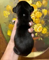 Creed's Abyssal King 👑, a male Great Dane for sale in Orlando, FL – 5 of 5